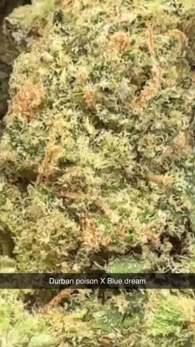 B-52 Bomber - Savvy - 22.5/3.9% - gambled on savvy vs sweet supply and went with savvy due to better labs. NOT DISSAPOINTED !