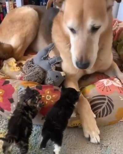 DOg GEtS VICIOuSLY AtTaCkeD bY tWo BLoOdthIrStY PRedAtoRs