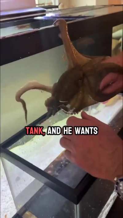 Meet Tommy the Octopus.