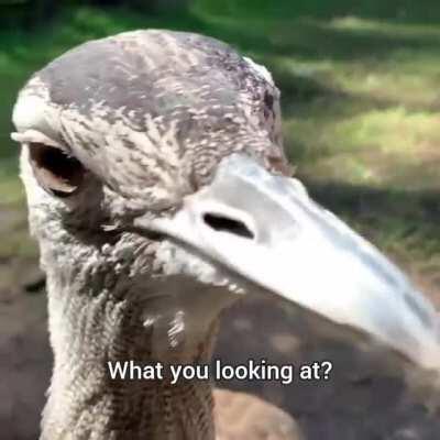 Credit: @khakisoldier