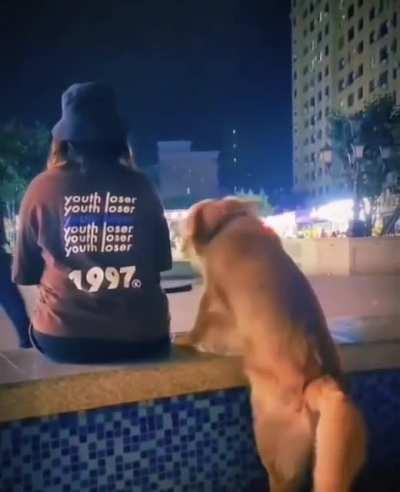 Dog gets bamboozled...