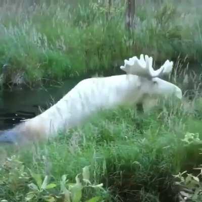 Rare White Moose
