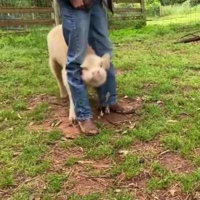 Grass puppy in a good MOOd