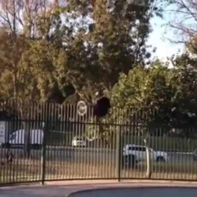 Tried to jump over the fence