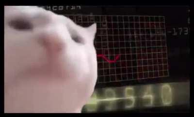 CAT DONT CARE !!! 😺