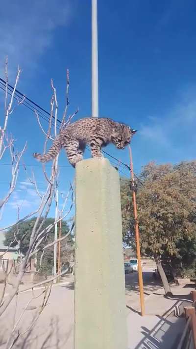 Aparecio un cachorrito de gato montés en Sierra Grande y posó para la foto