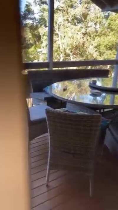 WCGW Feeding a Kookaburra with pasta.