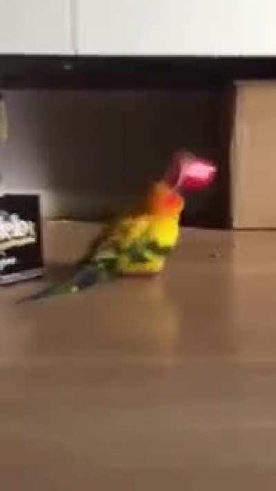 Who knew, plastic cups breaks your parrot