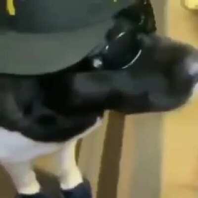 Perro facha 🤑🤑