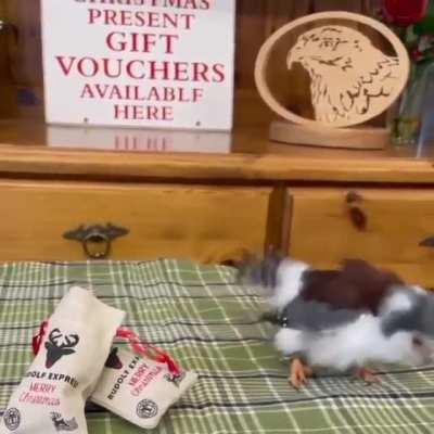 The Pigmy Falcon is Africa's smallest Raptor