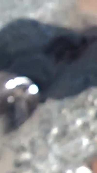 Pitbull saves a baby seal from dying of old age.