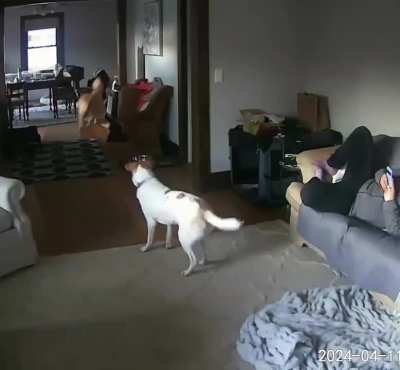 Part of tonight's post walk zoomies 