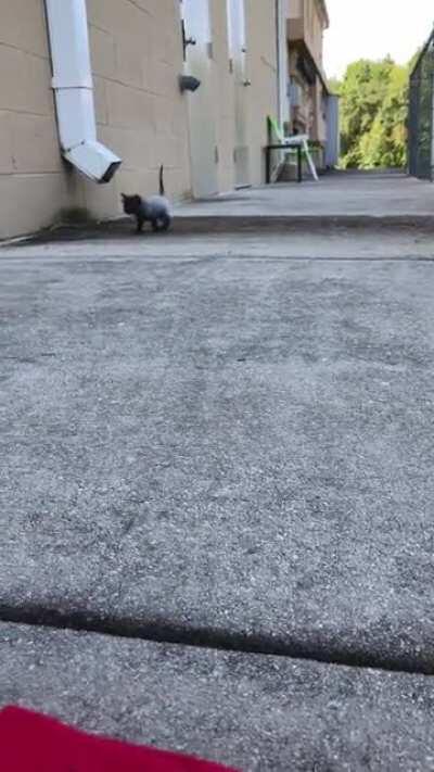 Another criminal, walking free