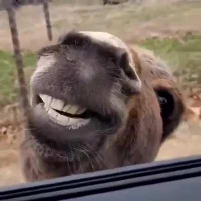 Looking at the tiger when suddenly…