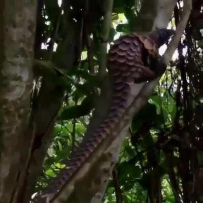 This beautiful animal is the black-bellied pangolin. Having large scales which are often a rich ochre color w/ dark borders & the only species with black skin. It has 47 vertebrae in its tail, more than in the tail of any other mammal. This pangolin i