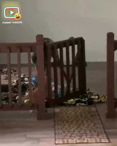 This one has the brain cell!