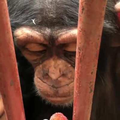 ooh ooh aah aah mönkë mönch again