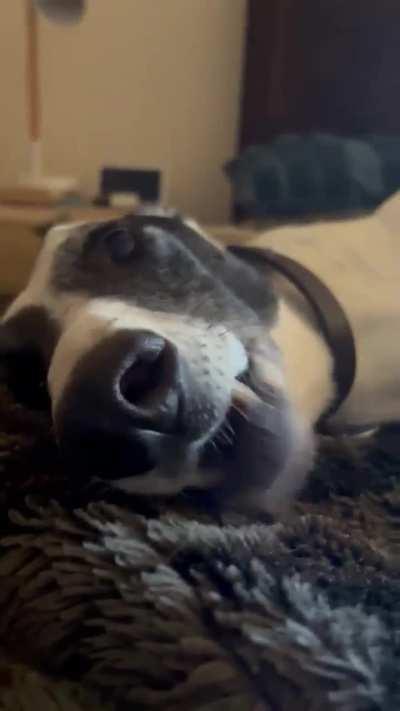 Do all greyhounds like to chat? Lenny is very vocal