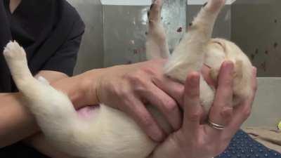 Flipping this litter of guide dog pups