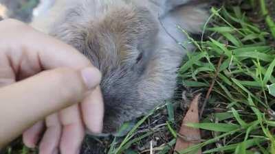 Rabbits live the best life