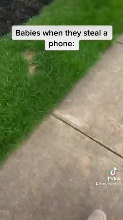 Babies when they steal a phone: