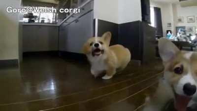 Corgi Attack :V