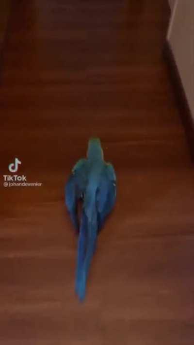 Man Raises Parrots From Birth, They Are Extremely Imprinted to Him