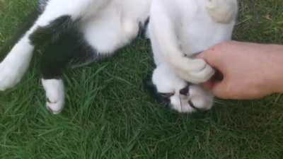 Found this lil guy in my garden. She enjoyed them so much she wanted more!