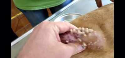 Thanks, I hate Mango Flies