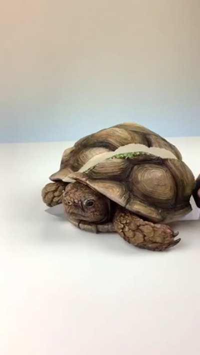 huh I wonder what this video of a turtle is abou-NO NO NO NO NO NO NO