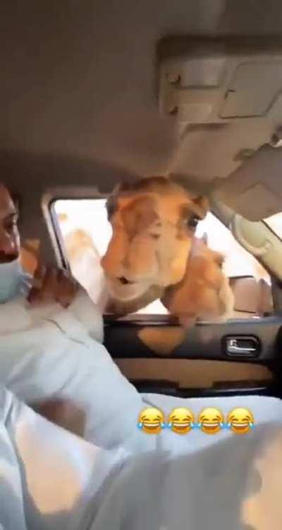 Who needs to feed ducks when you have camels