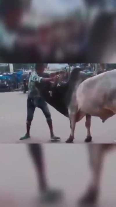 HMRB While I tip the bull