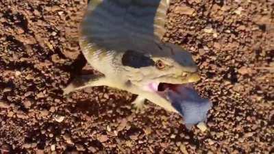 Blursed Blue Tongue Lizard