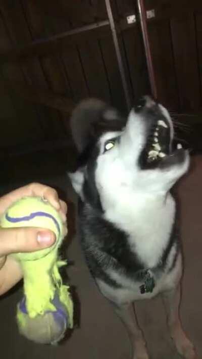 Squeaky toys are the best catalyst for Husky tantrums