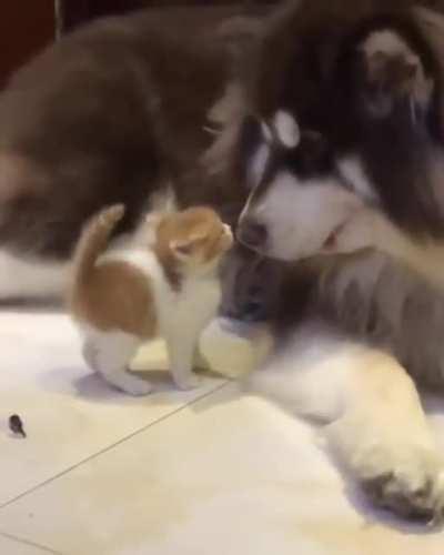 Gentle Giant with his Tiny Friend!