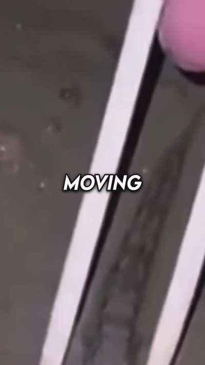 Fastest Animal in the world- you blink, you miss 