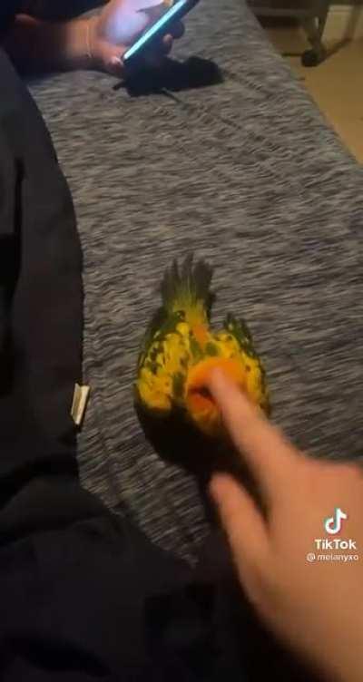 SICk FuCK AbUsEs BIRd, THe birD GeTS theIr ReVEnGE! SUPER GRAphIc!