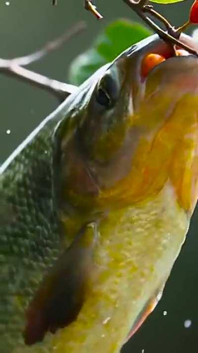 🔥 Fish leaps from water to consume fruit