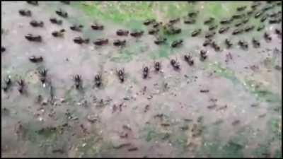 This is a termite track (top) and an ant track (bottom), each protected by its own column of soldiers who face each other without attacking.