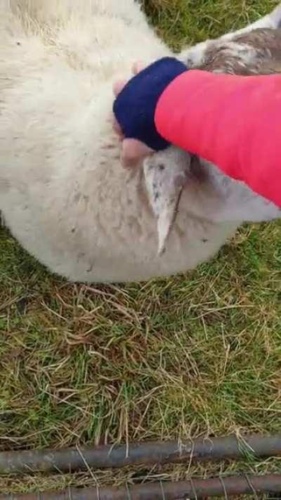 Look at his little tail!