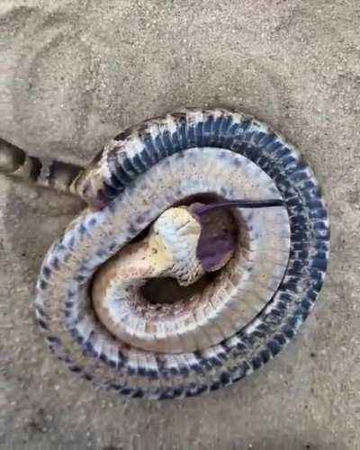 When Confronted, the Hognose Snake Will Dramatically Play Dead, Rolling On Their Back and Opening Their Mouth