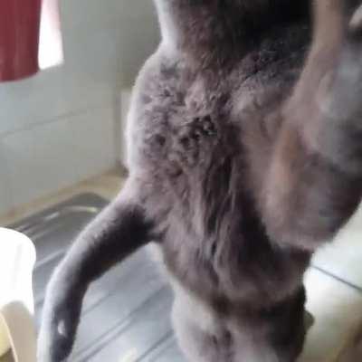 Every day at 1pm Scout does a big scream for her lunchtime chicken foot. But now we've accidentally conditioned her into thinking the kettle boiling is always for her snack, rather than a cup of tea 😅