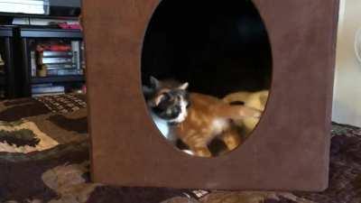 Four week old criminals aren’t sure about leaving their cell.