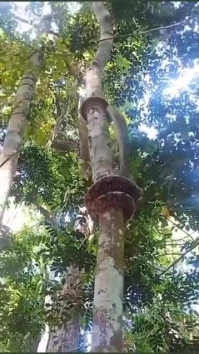 Snake climbs tree easily
