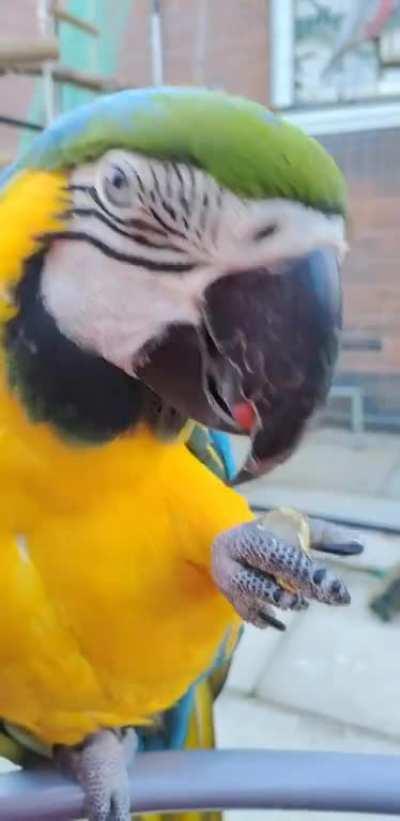 Vinny vandal enjoying a nut