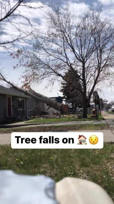 To cut down a tree safely