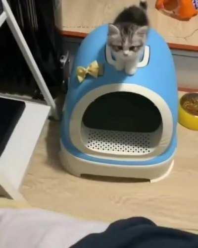 Pet me human, I am coming