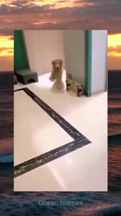 Para quien no entendio el perro se burla de su dueño 