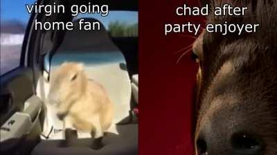 average after party enjoyer