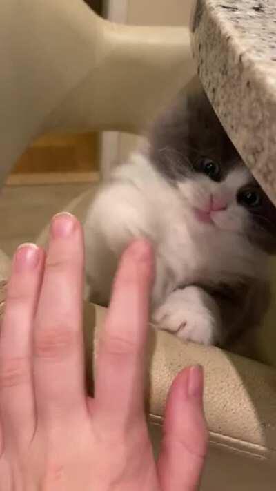 Angery kitten taps